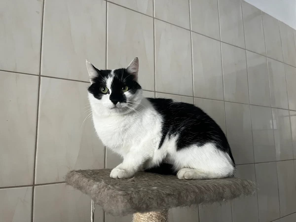 Milka (Мілка), Mixed Breed for adoption at Animals City Kharkiv, Kharkiv