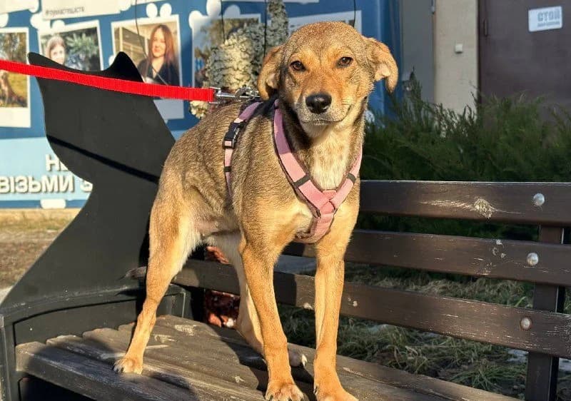 Mira (Міра), Mixed Breed for adoption at Animals City Kharkiv, Kharkiv