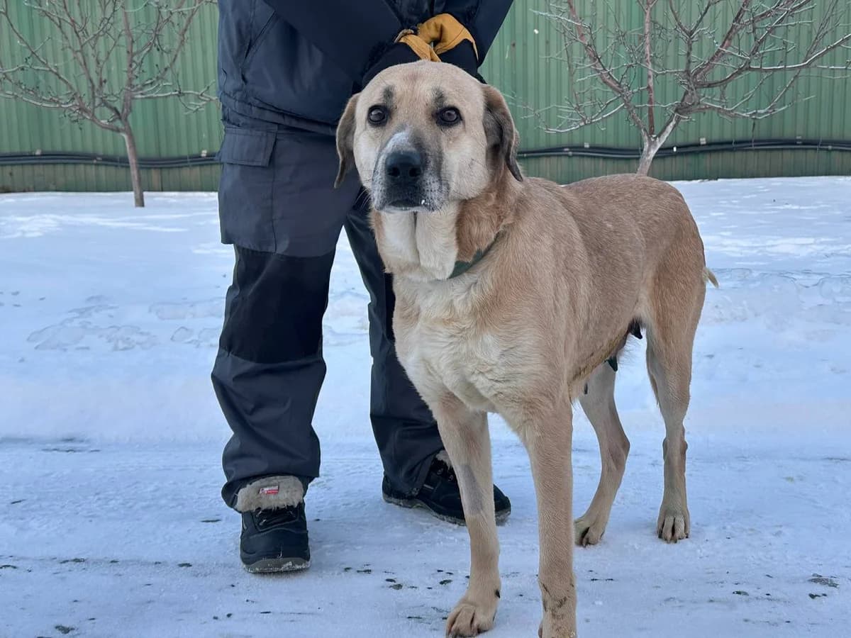 Bastinda (Бастінда), Mixed Breed for adoption at Animals City Kharkiv, Kharkiv