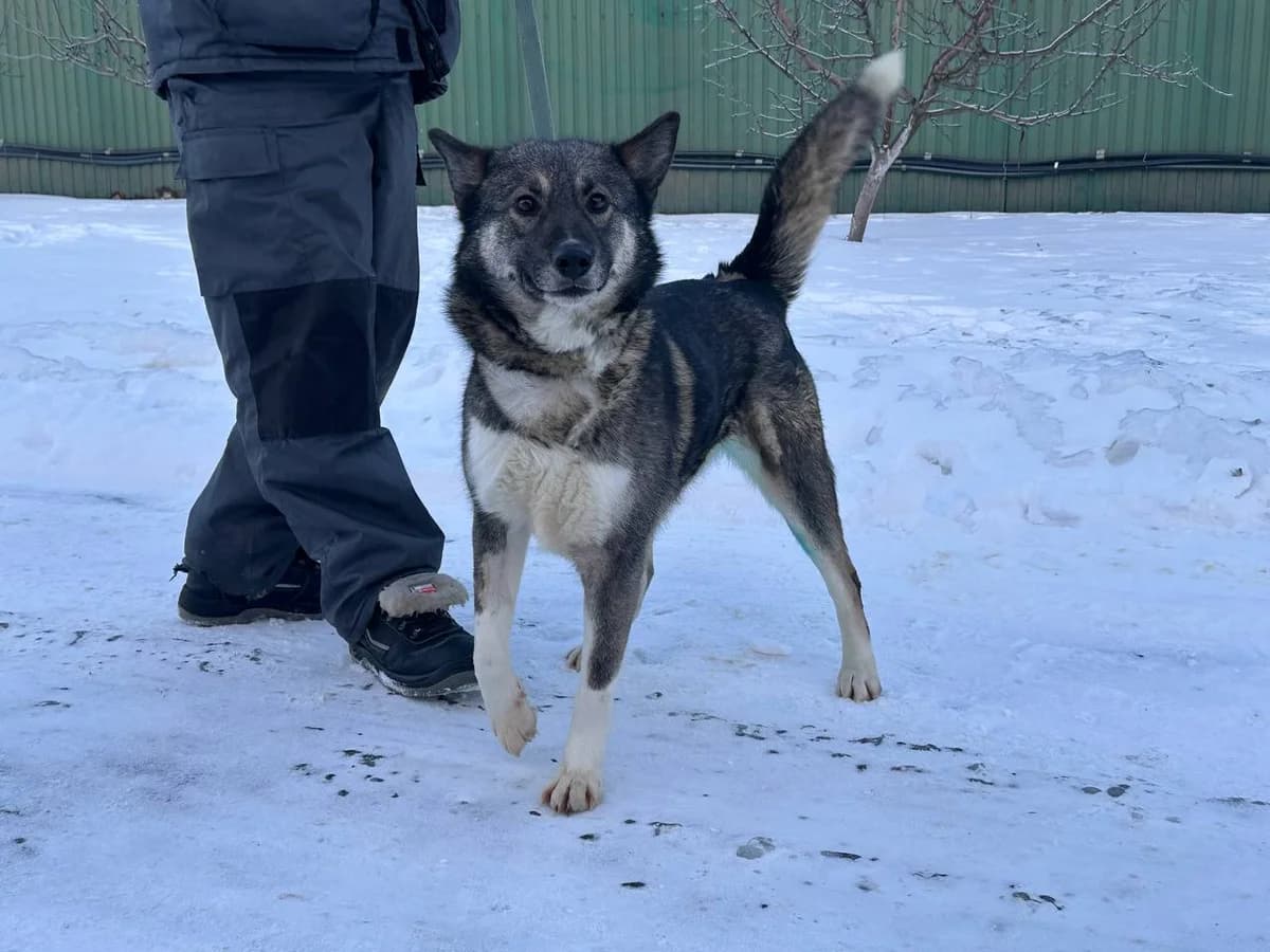 Lavina (Лавіна), Mixed Breed for adoption at Animals City Kharkiv, Kharkiv