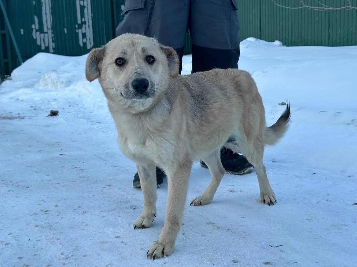 Snizhana (Сніжана), Mixed Breed for adoption at Animals City Kharkiv, Kharkiv