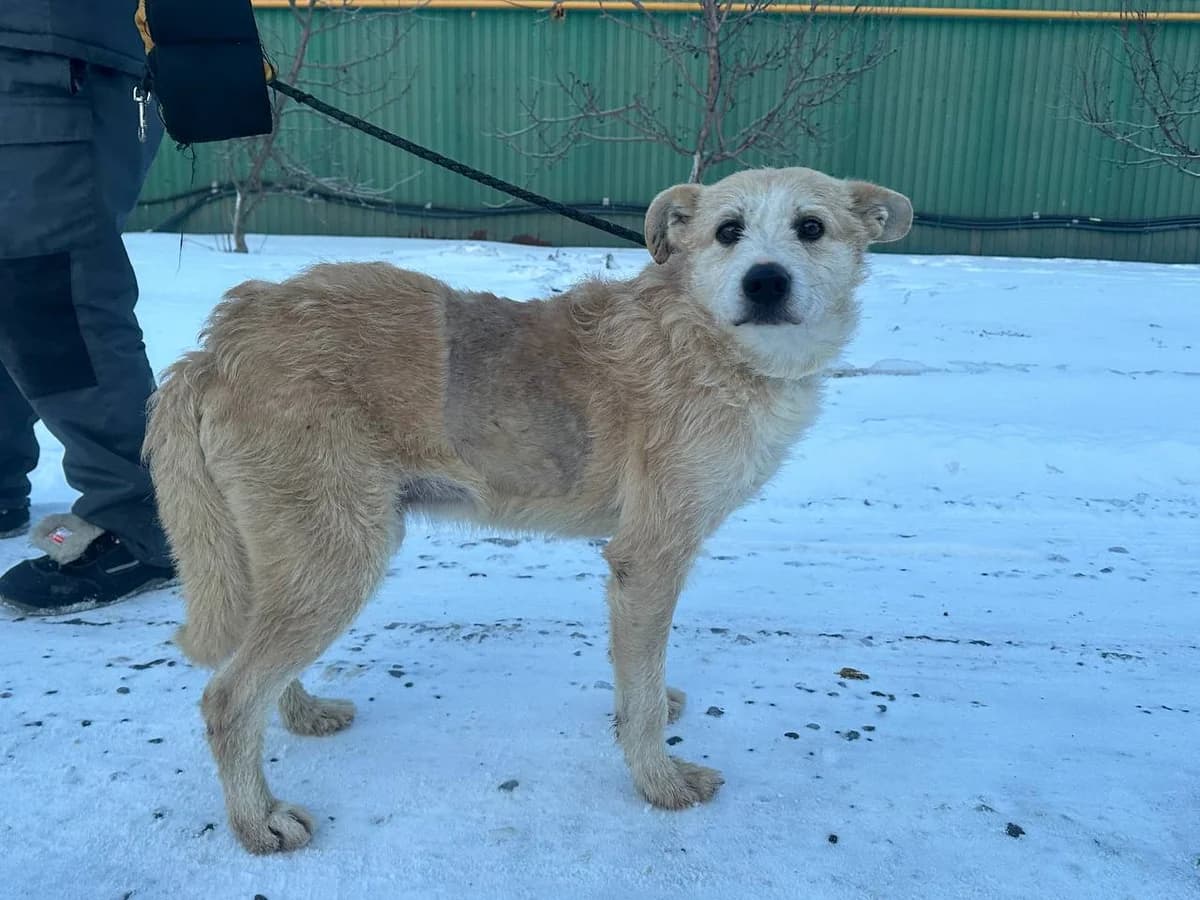 Yarik (Ярік), Mixed Breed for adoption at Animals City Kharkiv, Kharkiv