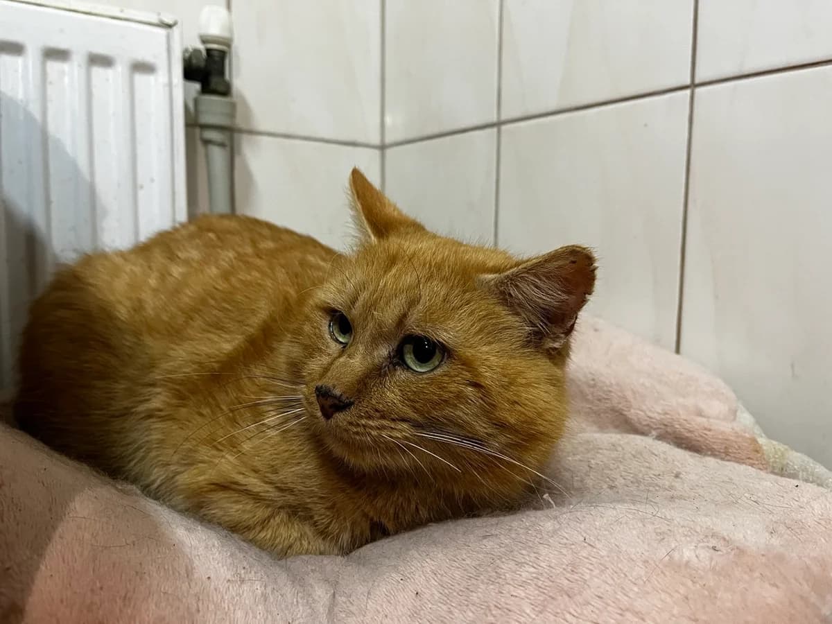 Alaster (Аластер), Mixed Breed for adoption at Animals City Kharkiv, Kharkiv