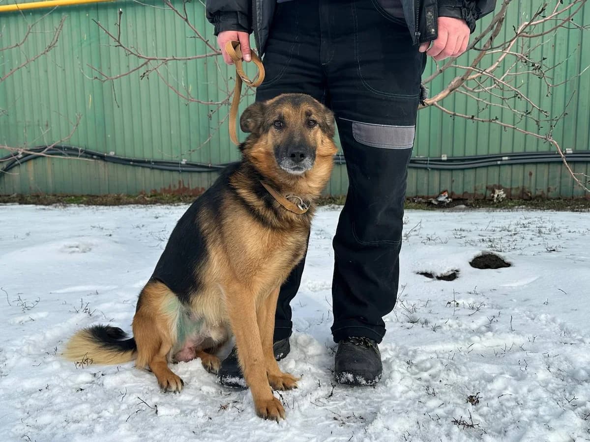 Dzhim (Джим), Mixed Breed for adoption at Animals City Kharkiv, Kharkiv