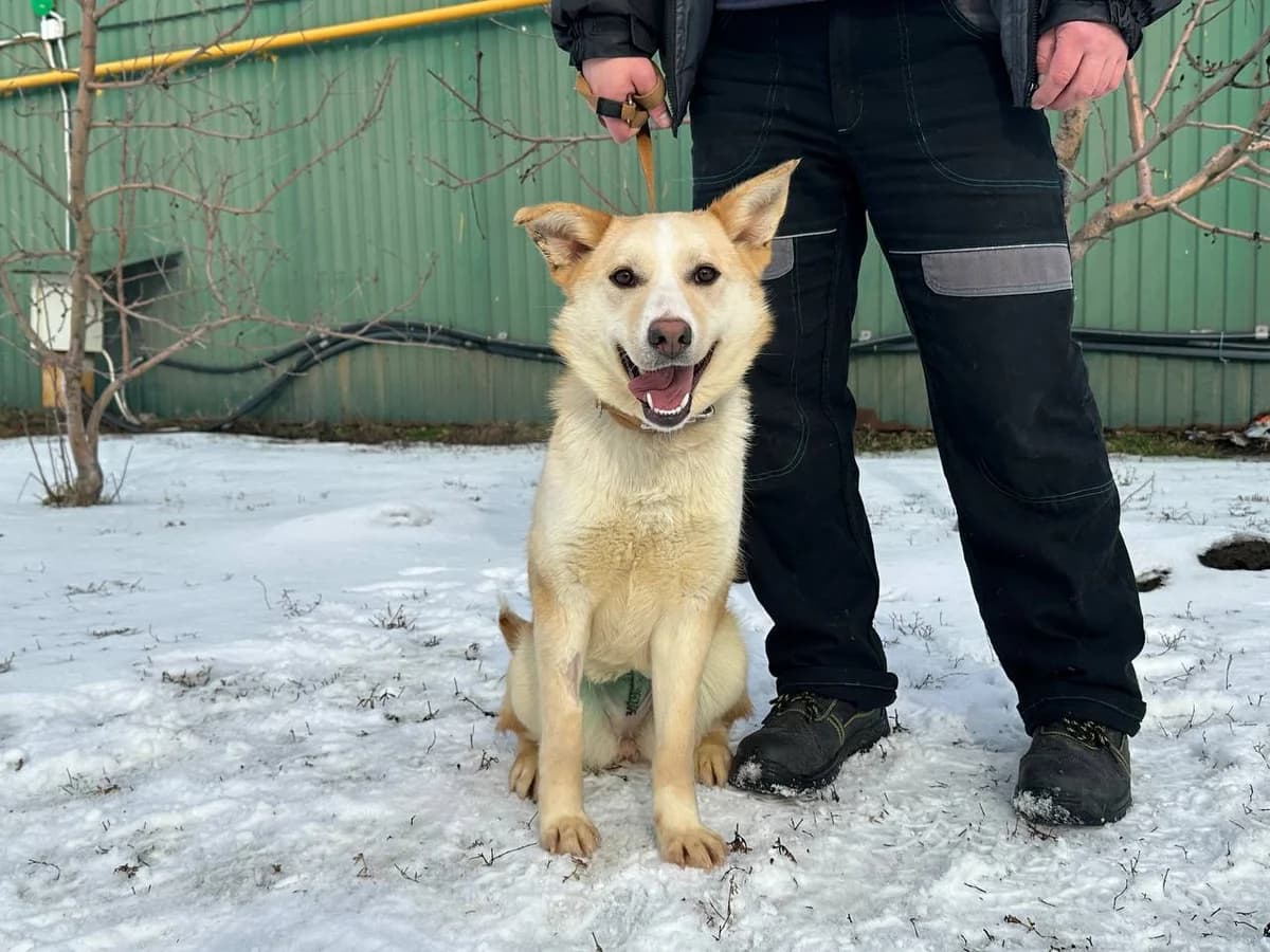 Leski (Лескі), Mixed Breed for adoption at Animals City Kharkiv, Kharkiv