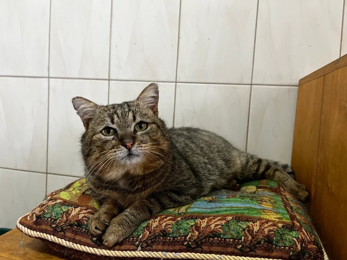 Igor Stepanovich (Ігор Степанович), Mixed Breed for adoption at Animals City Kharkiv, Kharkiv