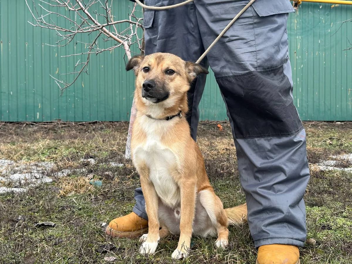 Soldatik (Солдатик), Mixed Breed for adoption at Animals City Kharkiv, Kharkiv