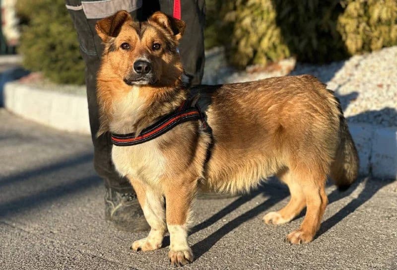 Ryabko (Рябко), Mixed Breed for adoption at Animals City Kharkiv, Kharkiv
