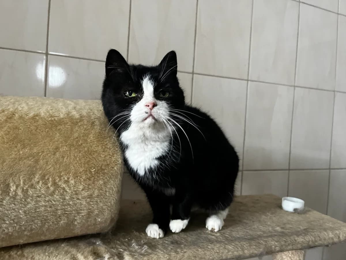 Pryanya (Пряня), Mixed Breed for adoption at Animals City Kharkiv, Kharkiv