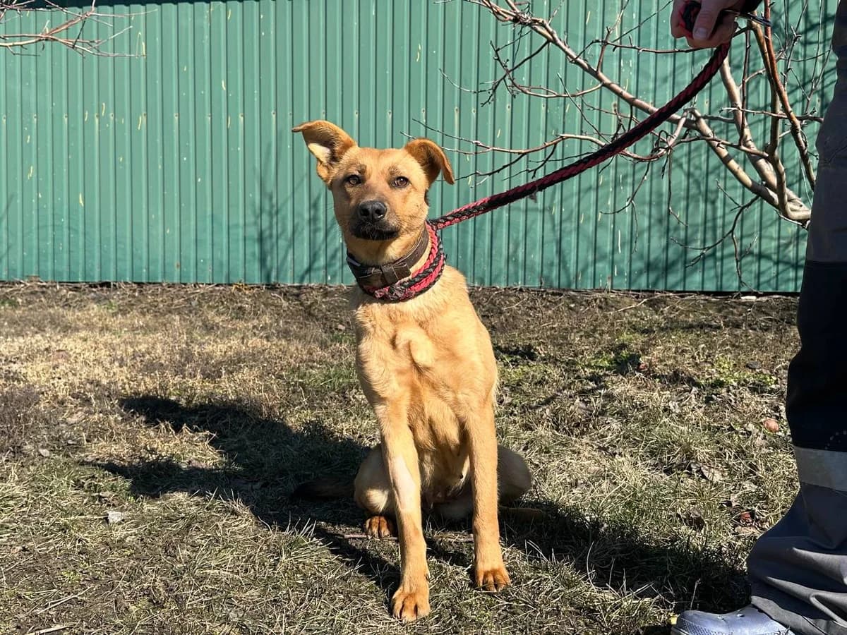 Frida (Фріда), Mixed Breed for adoption at Animals City Kharkiv, Kharkiv