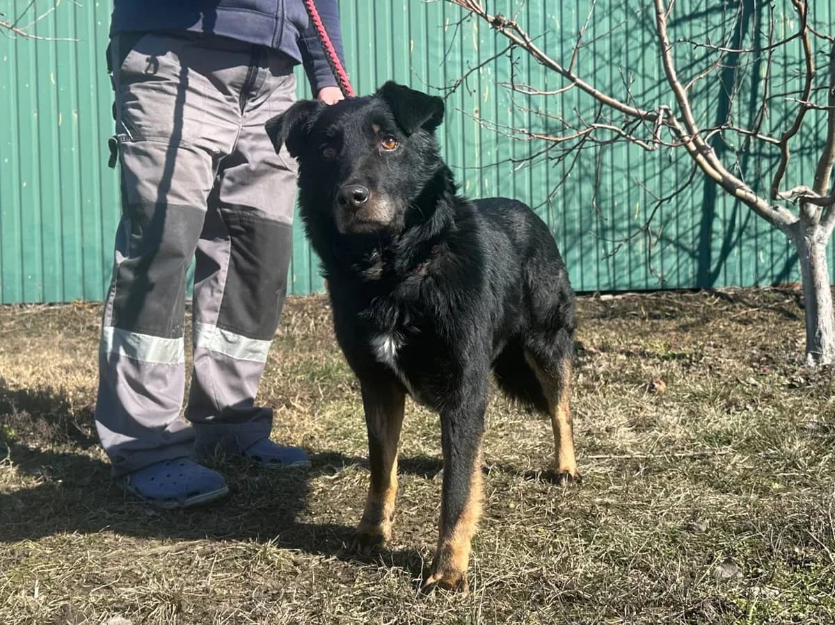 Rem (Рем), Mixed Breed for adoption at Animals City Kharkiv, Kharkiv