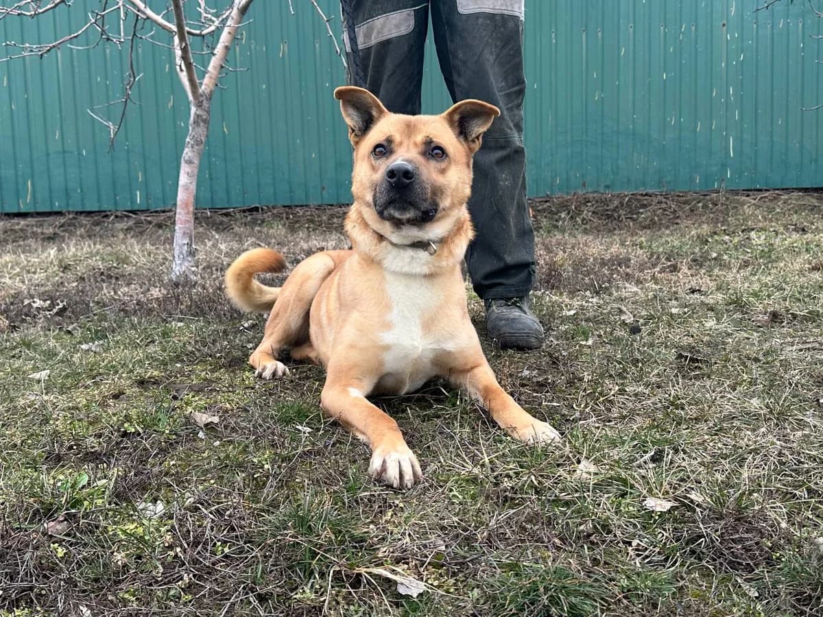 Graf (Граф), Mixed Breed for adoption at Animals City Kharkiv, Kharkiv