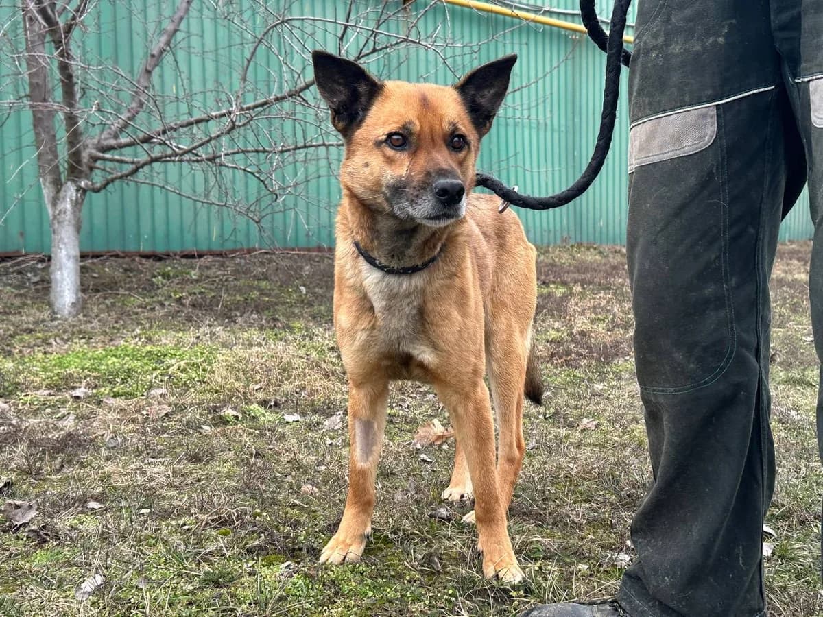 Sherlok (Шерлок), Mixed Breed for adoption at Animals City Kharkiv, Kharkiv