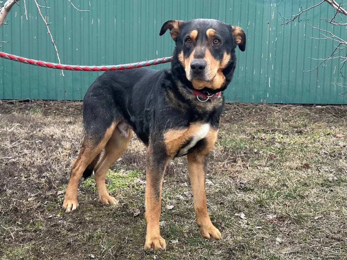 Baks (Бакс), Mixed Breed for adoption at Animals City Kharkiv, Kharkiv