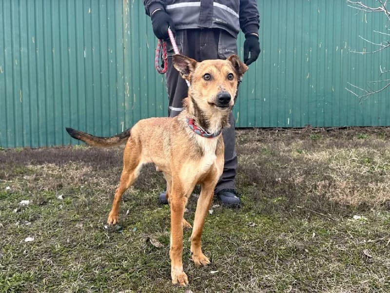 Brut (Брут),  Mixed Breed for adoption at Animals City Kharkiv, Kharkiv