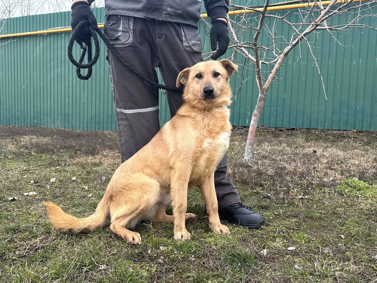 Donald (Дональд),  Mixed Breed for adoption at Animals City Kharkiv, Kharkiv