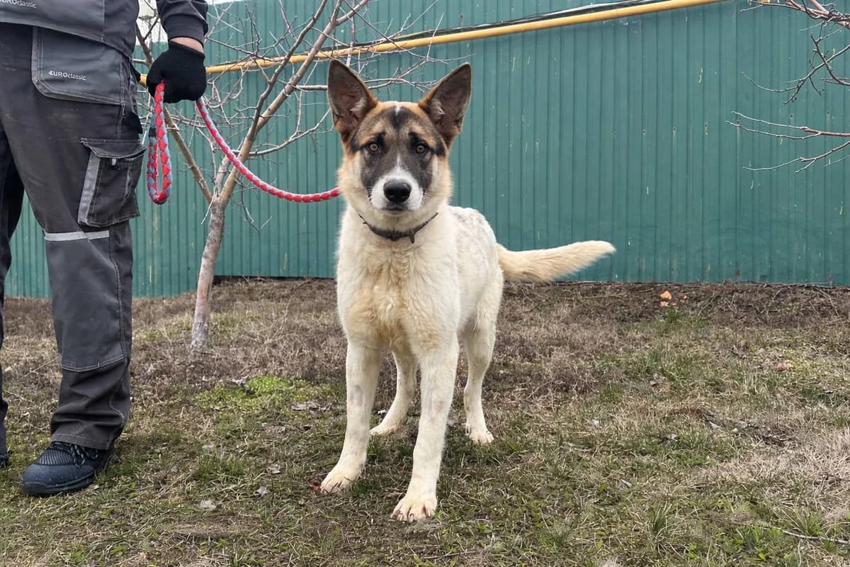 Vins (Вінс),  Mixed Breed for adoption at Animals City Kharkiv, Kharkiv