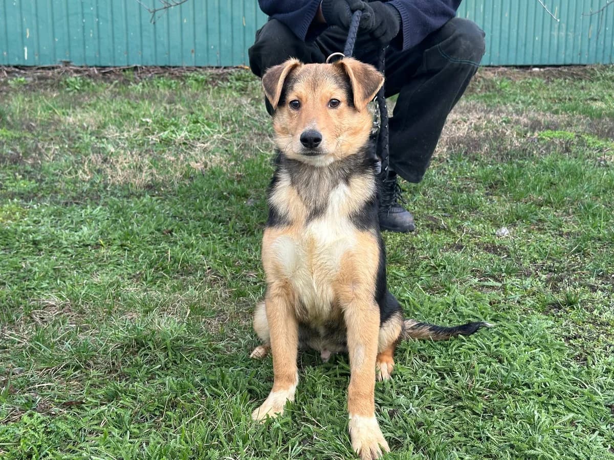 Bembi (Бембі),  Mixed Breed for adoption at Animals City Kharkiv, Kharkiv