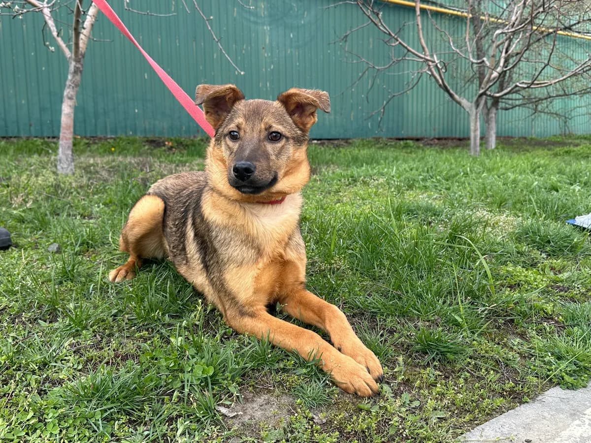 Zhuzhik (Жужик),  Mixed Breed for adoption at Animals City Kharkiv, Kharkiv