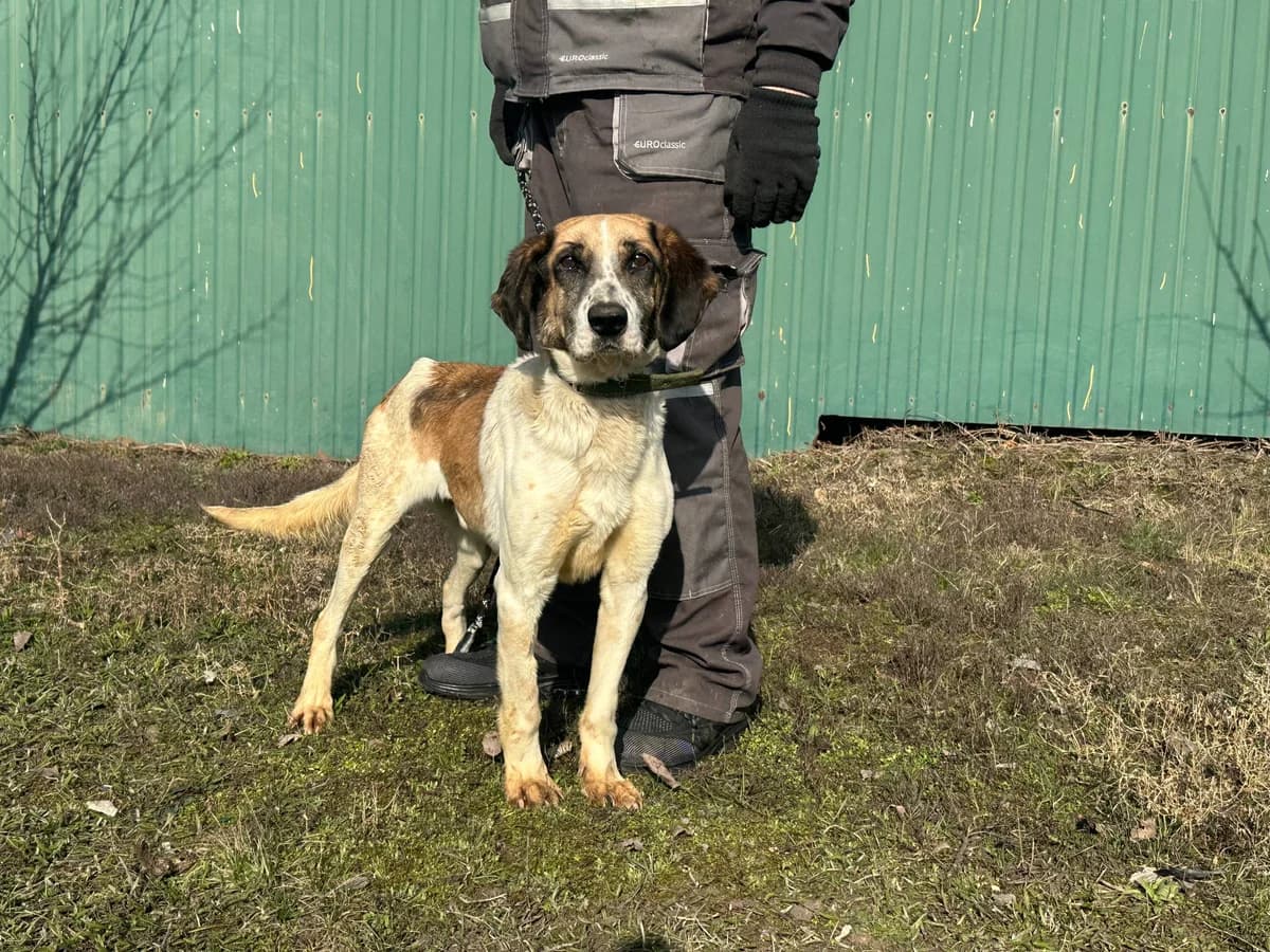 Kayzer (Кайзер),  Mixed Breed for adoption at Animals City Kharkiv, Kharkiv