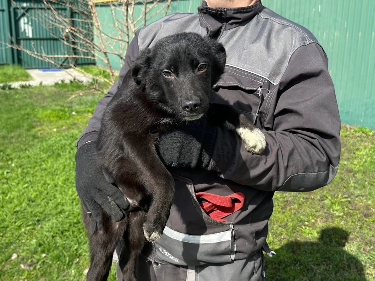 Oniks (Онікс),  Mixed Breed for adoption at Animals City Kharkiv, Kharkiv