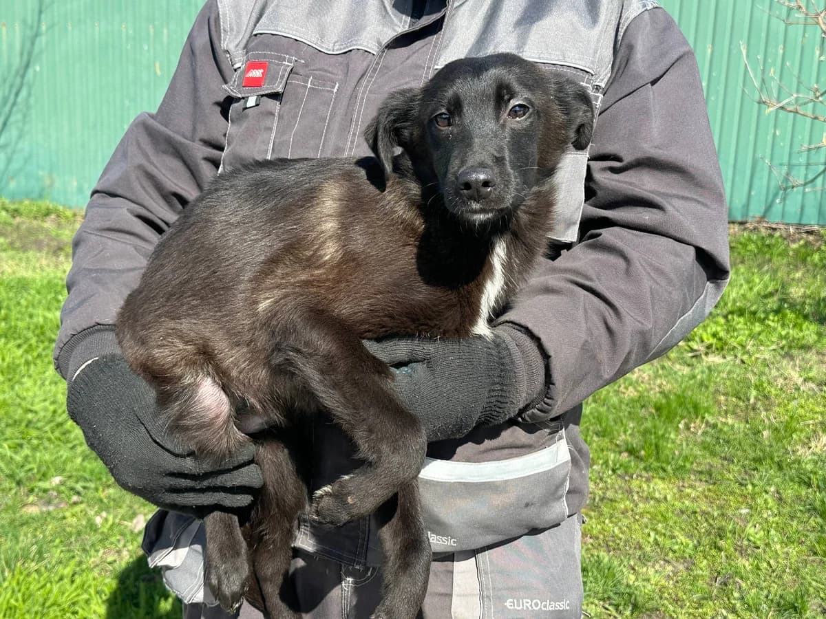 Kay (Кай),  Mixed Breed for adoption at Animals City Kharkiv, Kharkiv