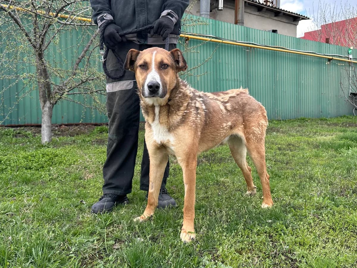 Mars (Марс),  Mixed Breed for adoption at Animals City Kharkiv, Kharkiv
