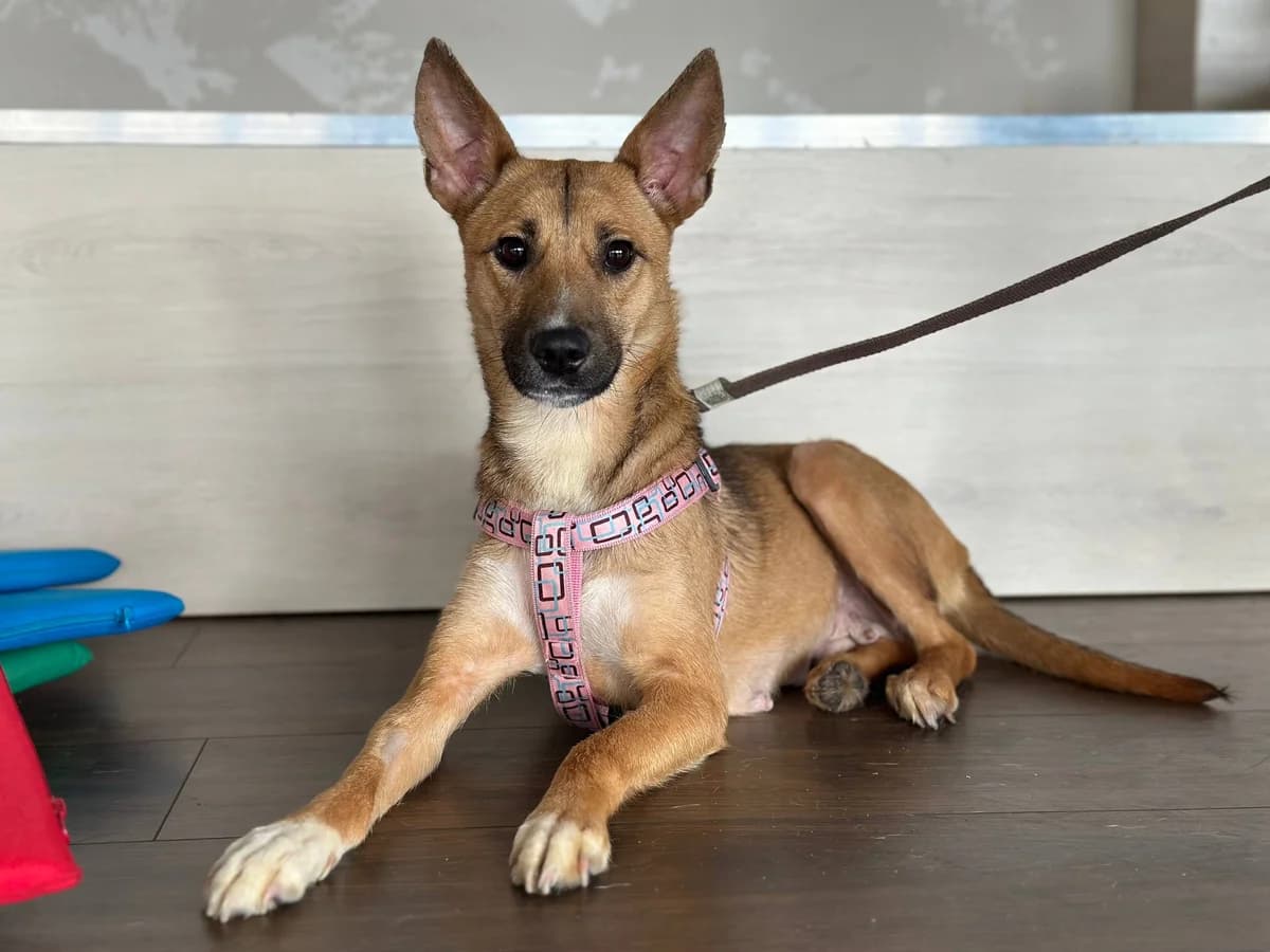 Vasilisa (Василіса),  Mixed Breed for adoption at Animals City Kharkiv, Kharkiv