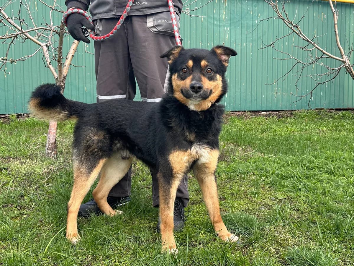 Dik (Дік),  Mixed Breed for adoption at Animals City Kharkiv, Kharkiv