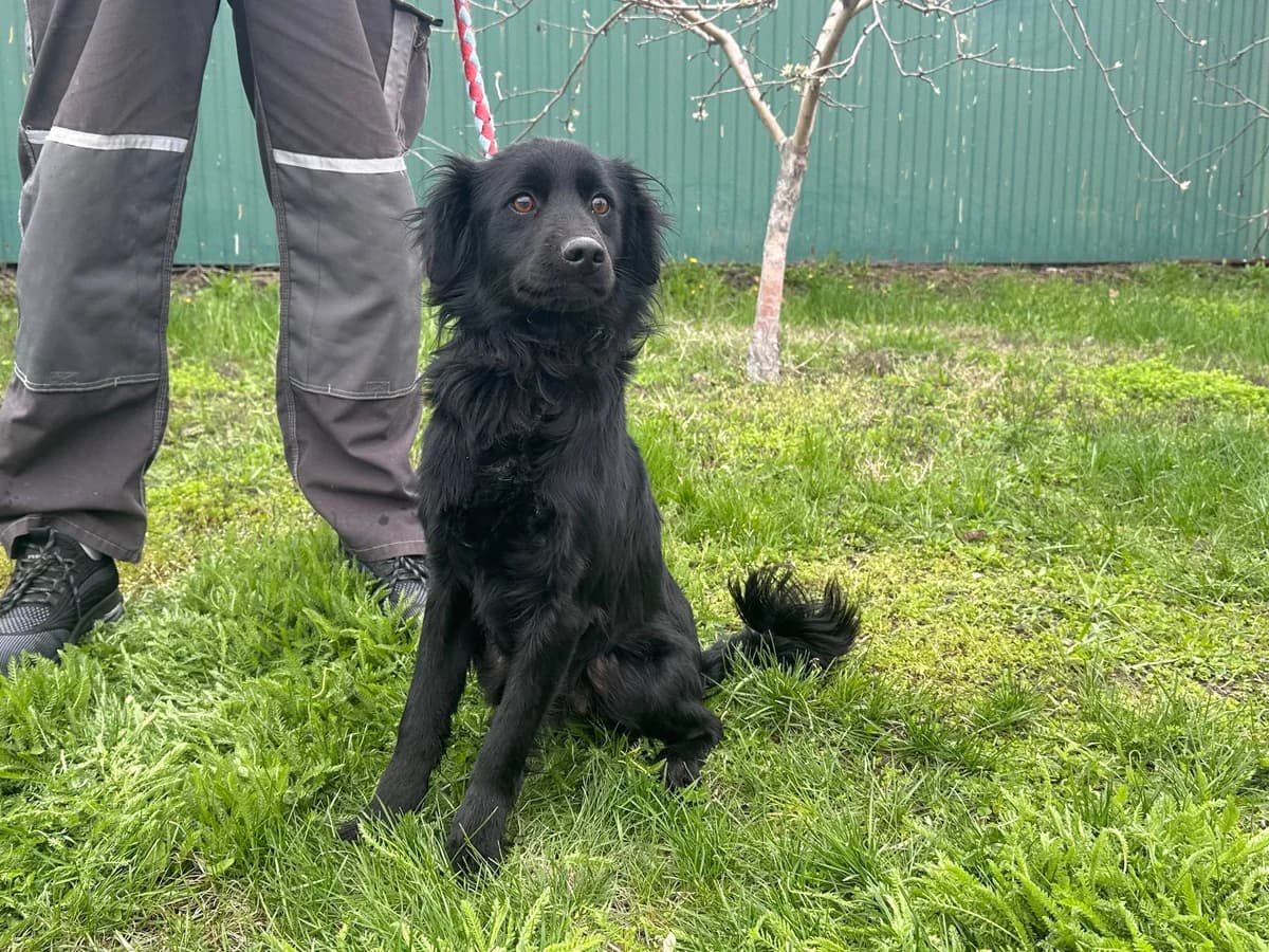 Sem (Сем),  Mixed Breed for adoption at Animals City Kharkiv, Kharkiv
