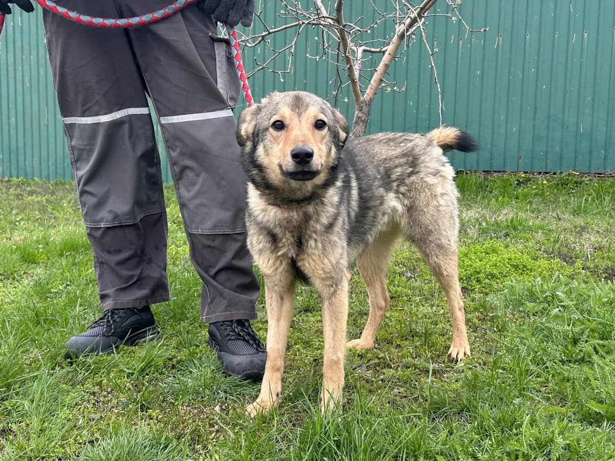 Lova (Льова),  Mixed Breed for adoption at Animals City Kharkiv, Kharkiv