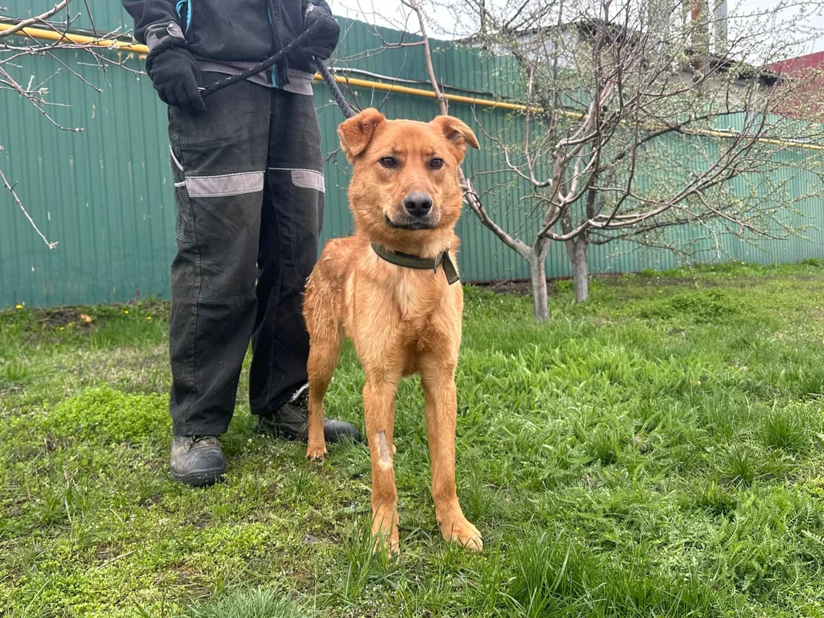 Molli (Моллі),  Mixed Breed for adoption at Animals City Kharkiv, Kharkiv