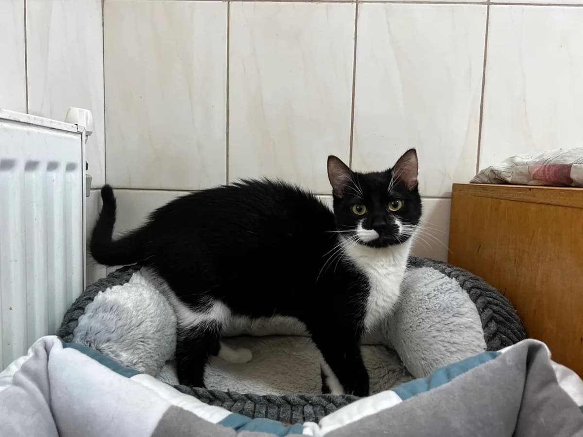 Keksik (Кексик),  Mixed Breed for adoption at Animals City Kharkiv, Kharkiv