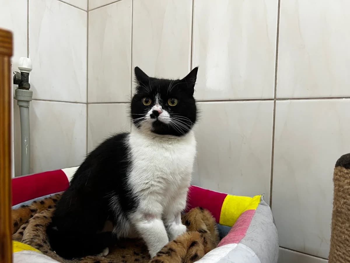 Bulochka (Булочка),  Mixed Breed for adoption at Animals City Kharkiv, Kharkiv