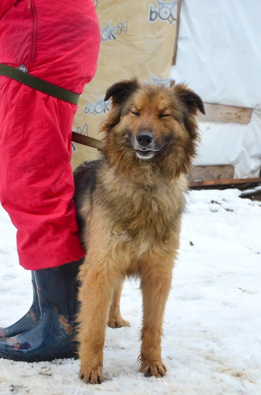 Agata (Агата), female Mixed Breed for adoption at Притулок Best Friends