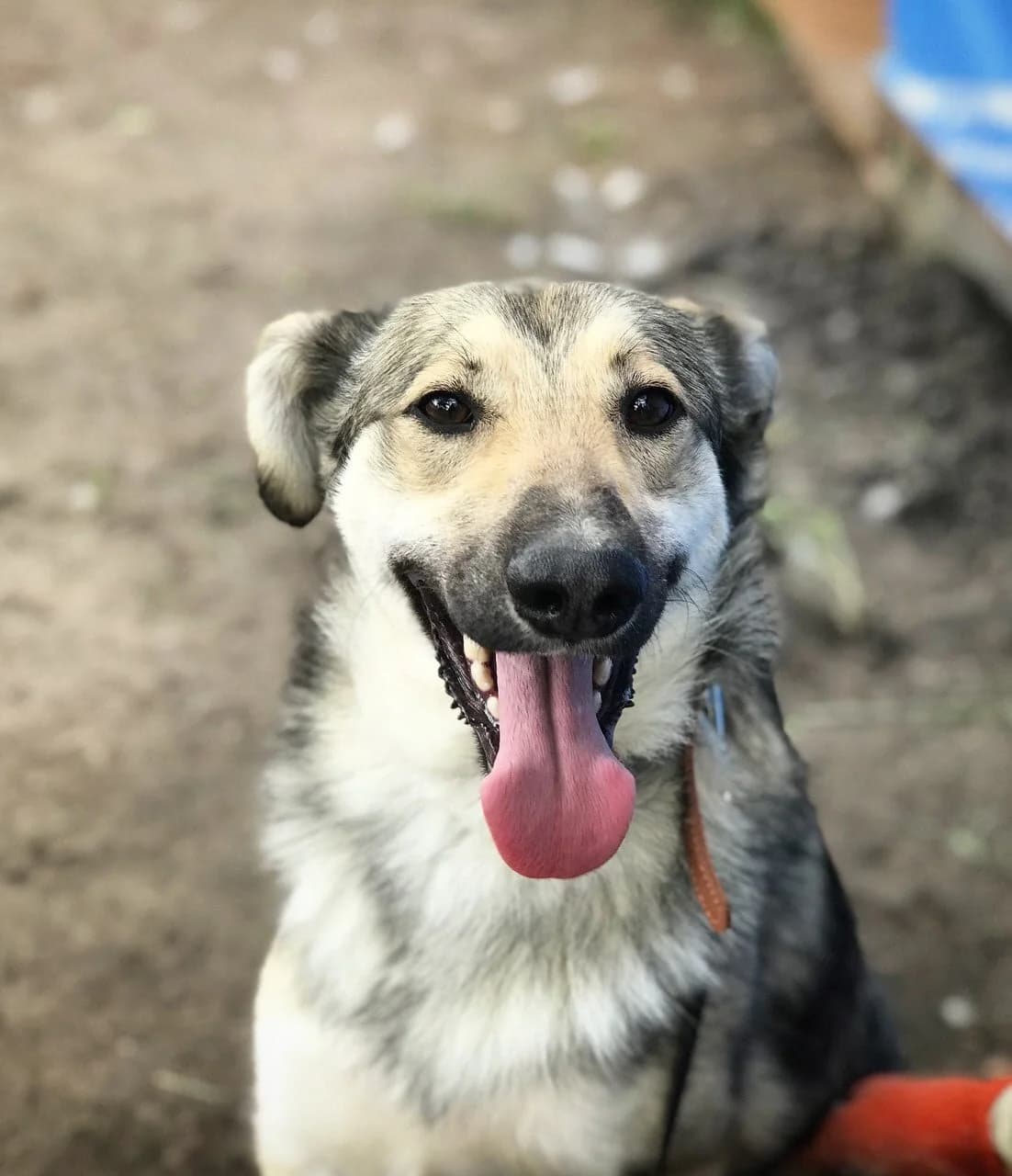 Antoshka (Антошка), male Mixed Breed for adoption at Притулок Best Friends