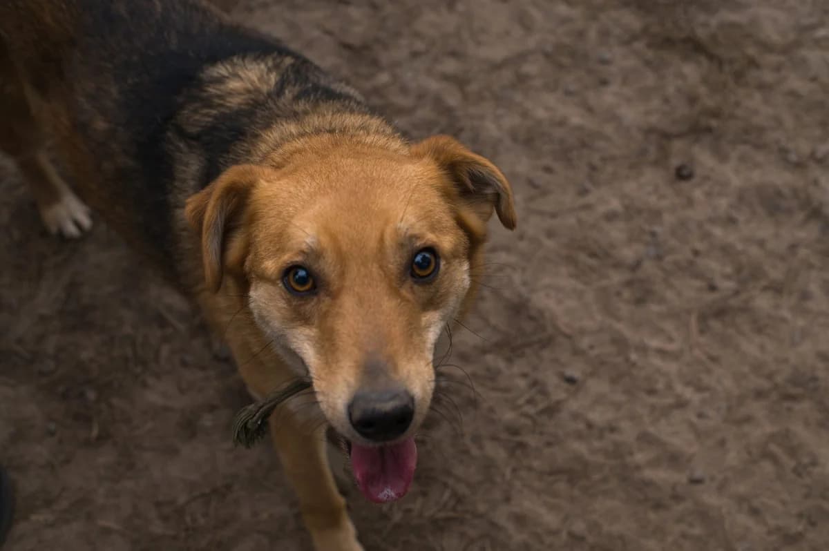 Alisa (Аліса), female Mixed Breed for adoption at Притулок Best Friends
