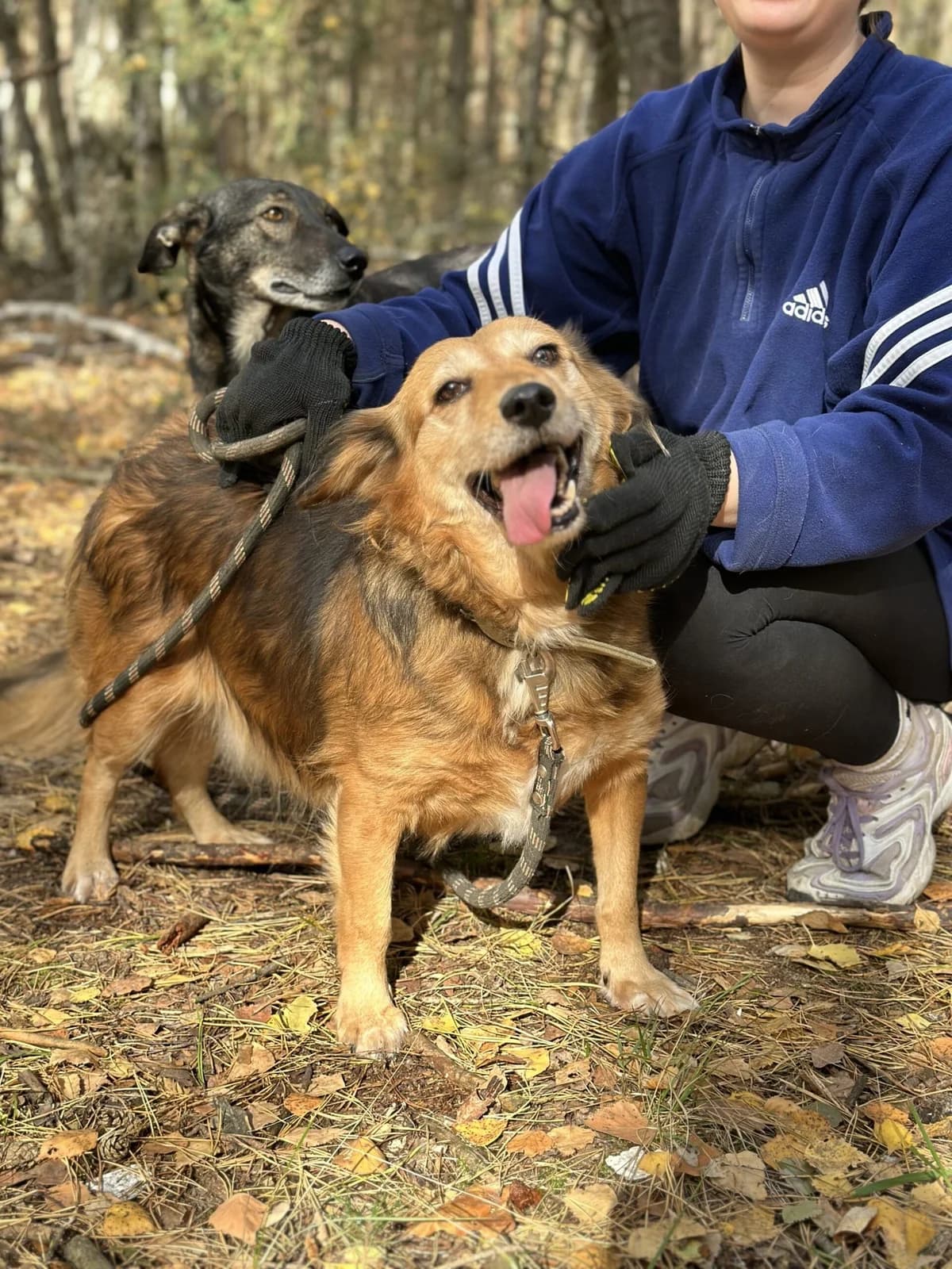 Lissi (Ліссі), female Mixed Breed for adoption at Притулок Best Friends