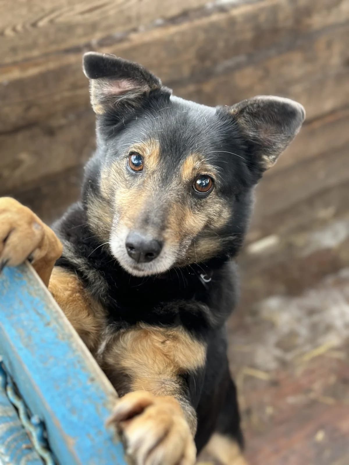 Toma (Тома), female Mixed Breed for adoption at Притулок Best Friends