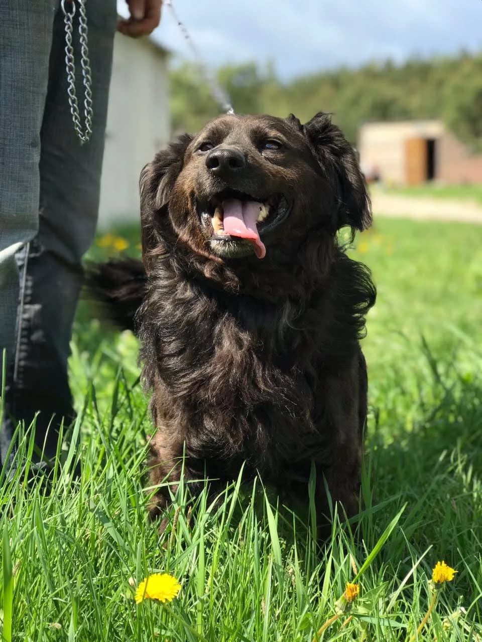 Smaylik (Смайлік), male Mixed Breed for adoption at Притулок Best Friends