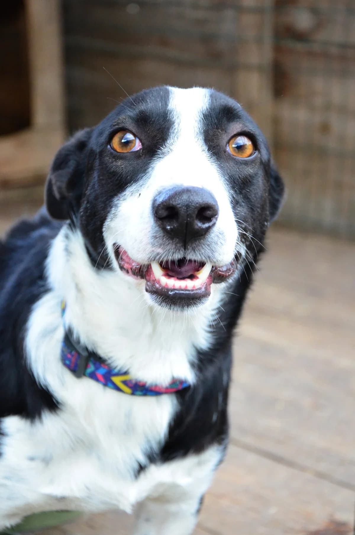 Verona (Верона), female Mixed Breed for adoption at Притулок Best Friends