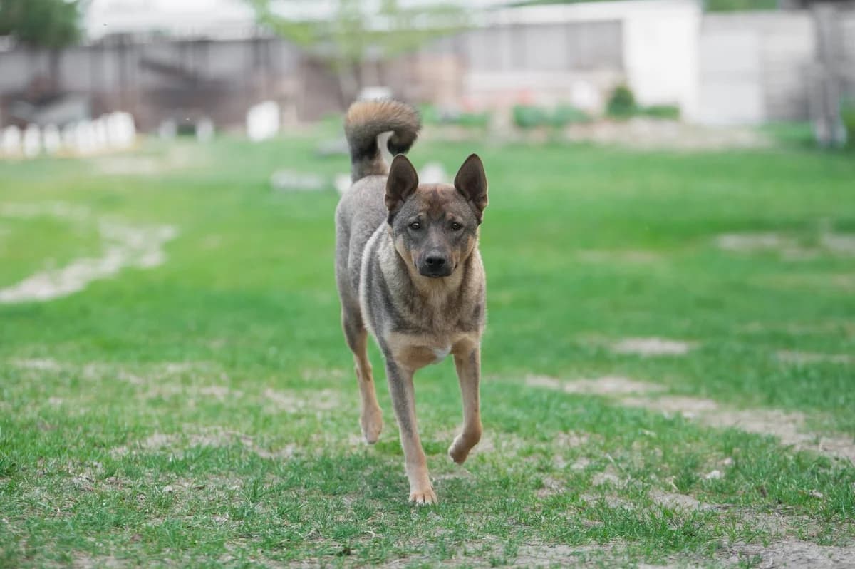 Balu (Балу), male Mixed Breed for adoption at Притулок Best Friends