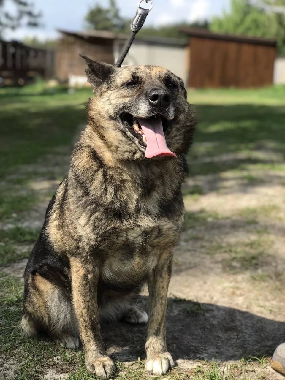 Kleo (Клео), female Mixed Breed for adoption at Притулок Best Friends