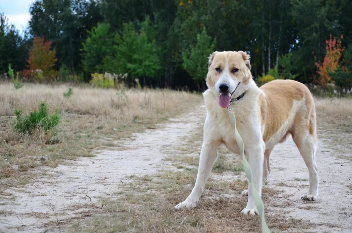 Busik (Бусік), male Mixed Breed for adoption at Притулок Best Friends