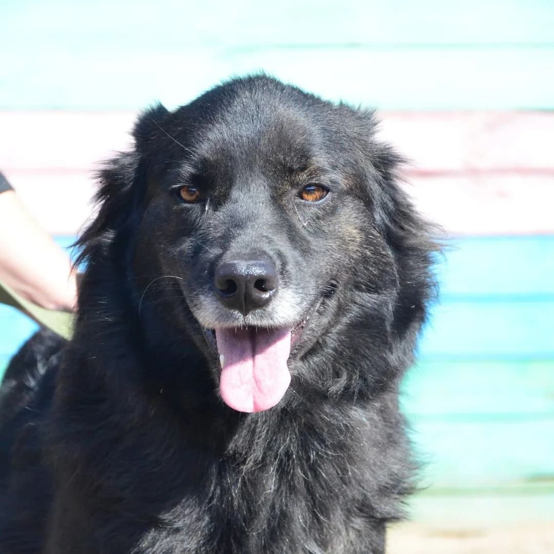 Nona (Нона), female Mixed Breed for adoption at Притулок Best Friends