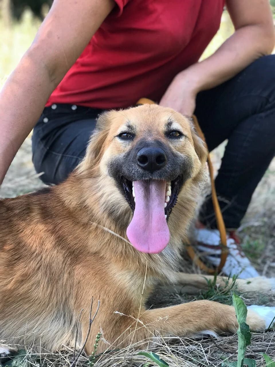 Lapka (Лапка), female Mixed Breed for adoption at Притулок Best Friends