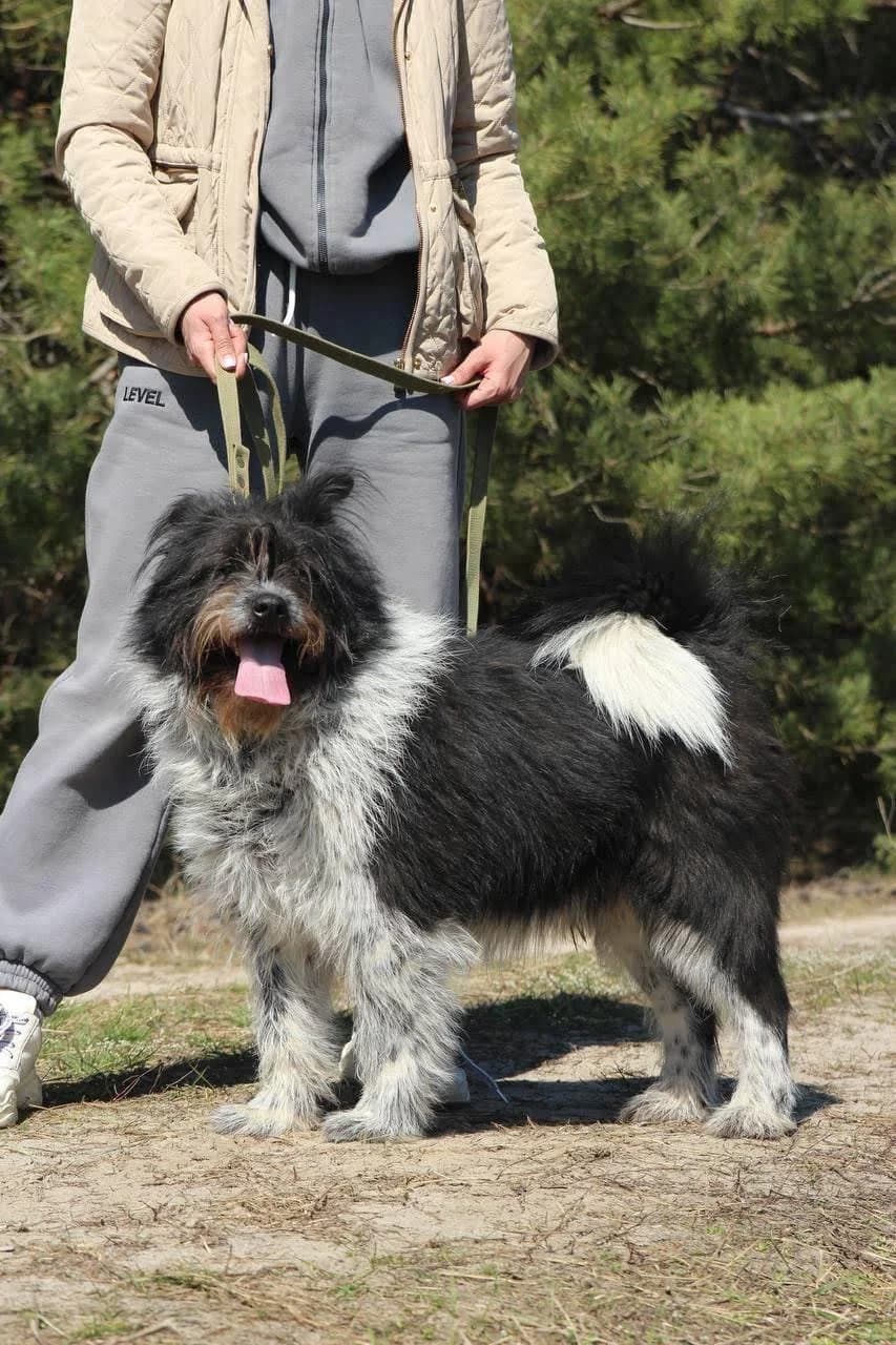 Druzhok (Дружок), male Mixed Breed for adoption at Притулок Best Friends
