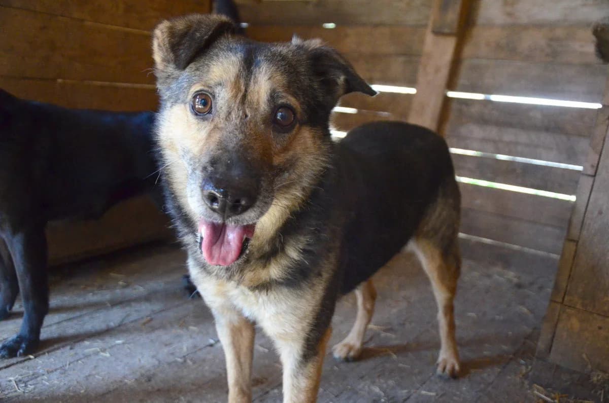 Khorvat (Хорват), male Mixed Breed for adoption at Притулок Best Friends