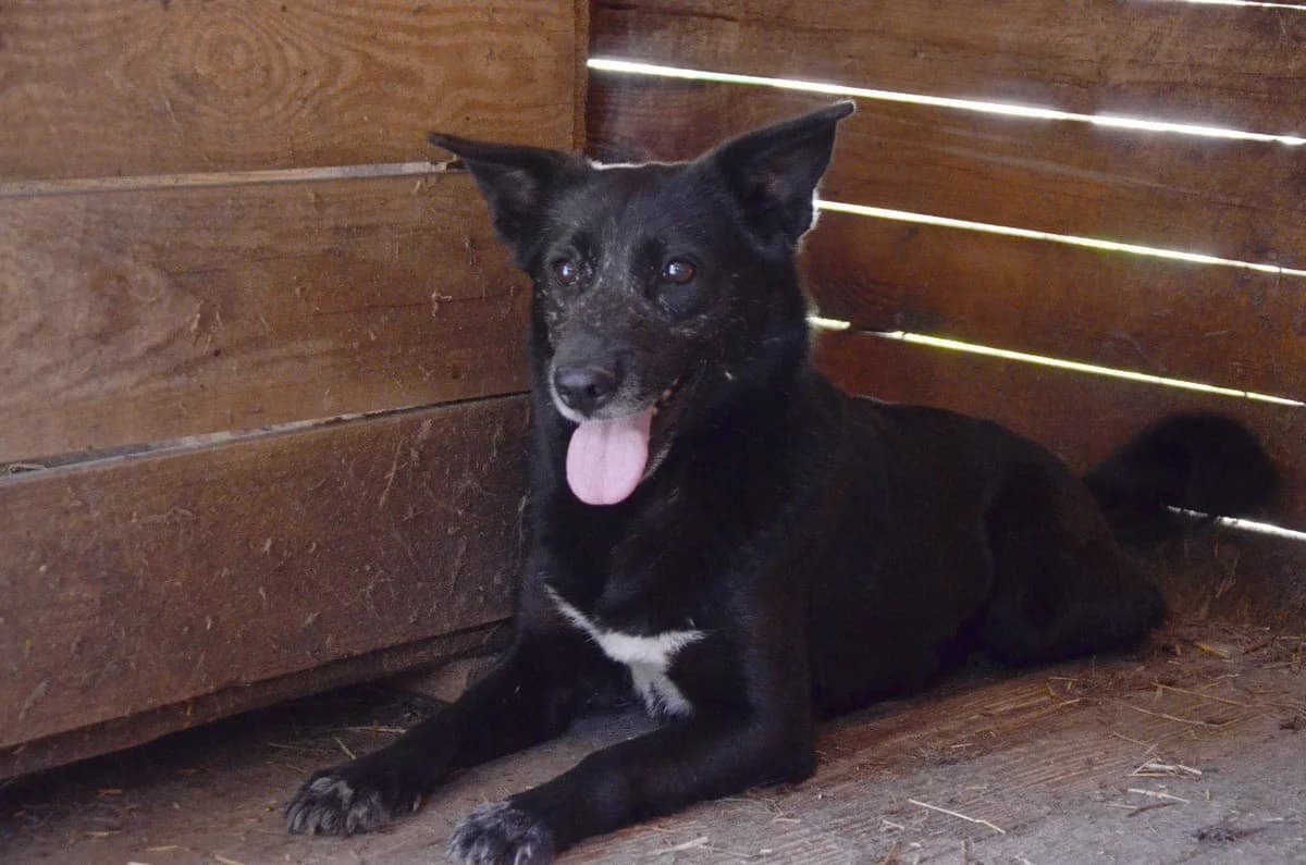 Zhanna (Жанна), female Mixed Breed for adoption at Притулок Best Friends