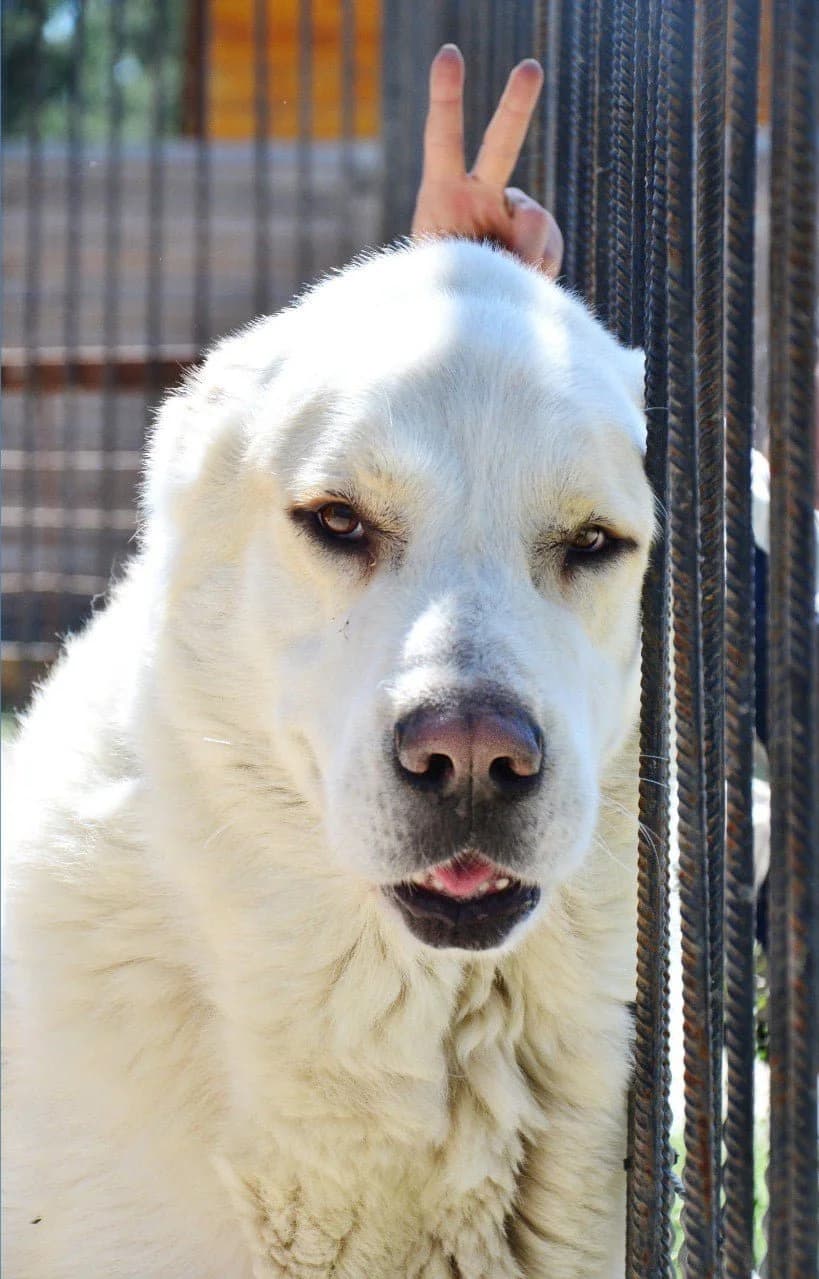 Batir (Батир), male Mixed Breed for adoption at Притулок Best Friends